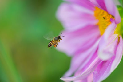 Close-up of bee pollinating on pink flower