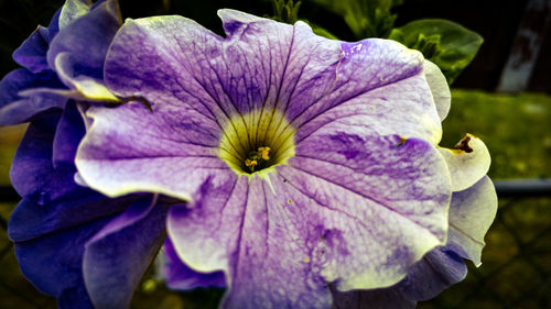 Close-up of purple iris flower