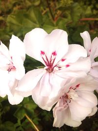 Close-up of white flowers blooming on tree