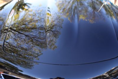 Low angle view of trees against sky