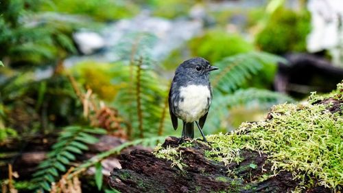 Close-up of bird perching on leaf