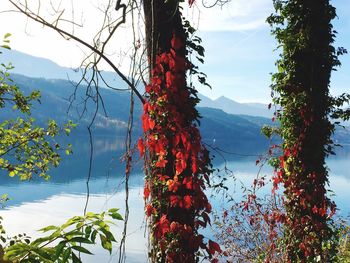 Close-up of trees by lake against sky