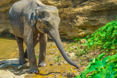 View of elephant on land