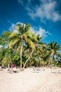 Palm trees on beach against sky