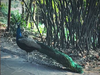 Peacock on tree