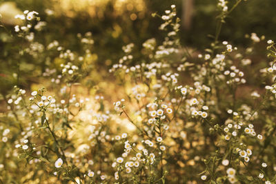 Blurred chamomile or camomile flowers on the yellow sunset in sun rays. high quality photo