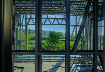 Plants seen through glass window