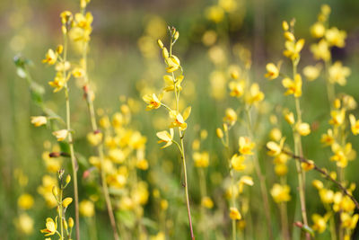 Close-up of yellow flowers on field