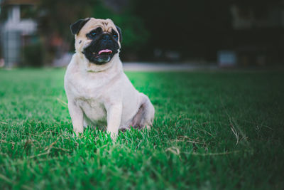 Dog sitting on grass