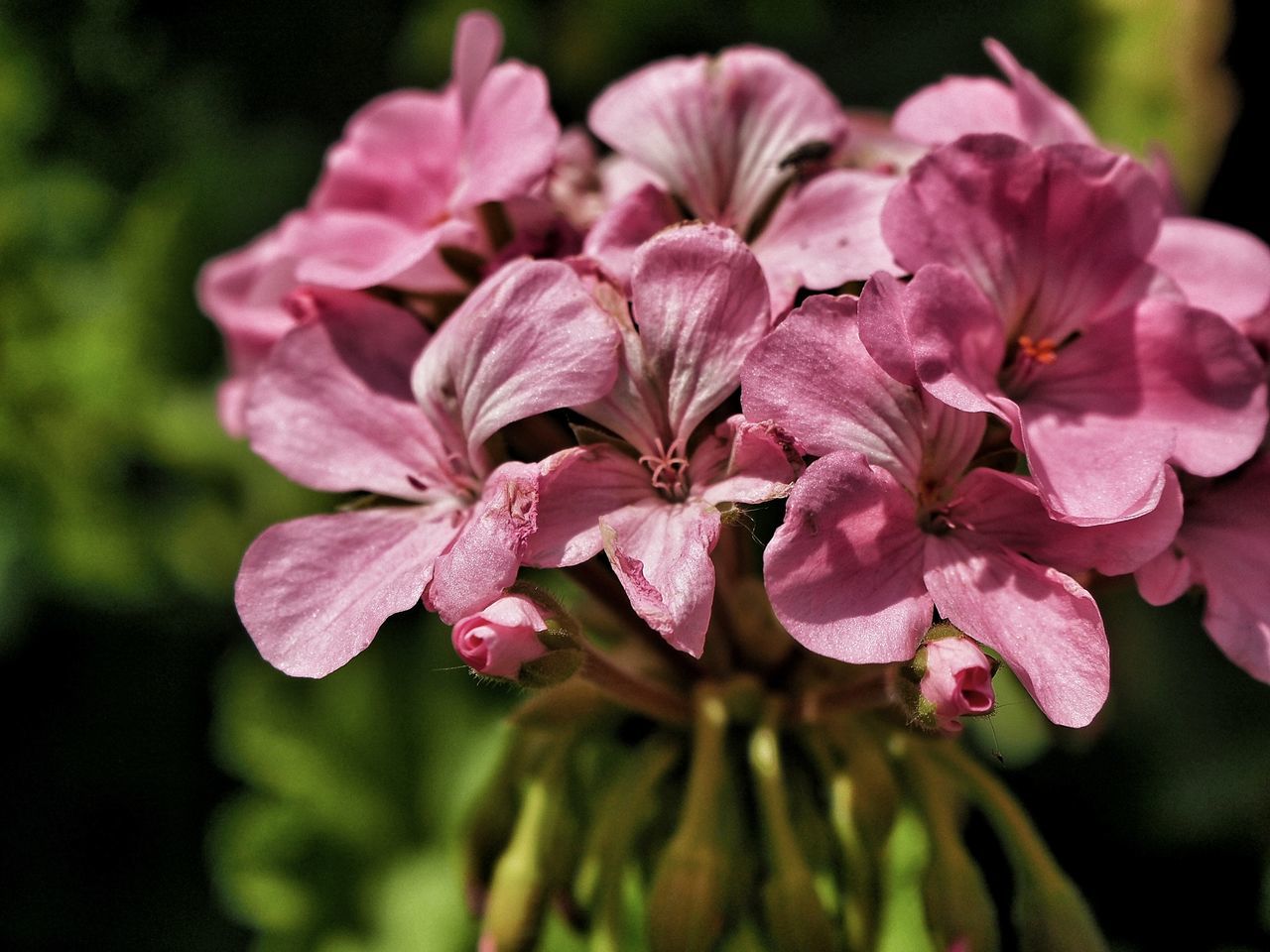 flower, flowering plant, beauty in nature, petal, plant, fragility, vulnerability, close-up, freshness, growth, inflorescence, flower head, pink color, nature, focus on foreground, no people, selective focus, day, outdoors, pollen, purple