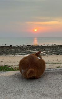 Cat watching sunset
