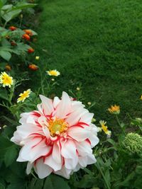 Close-up of pink flowers blooming outdoors