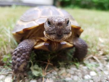 Close-up of an animal on land