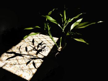 Close-up of lizard on plant at night