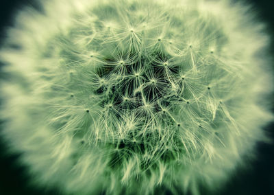 Close-up of dandelion on plant