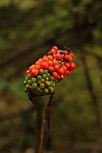 Close-up of cherries on tree