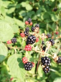 Close-up of berries growing on plant