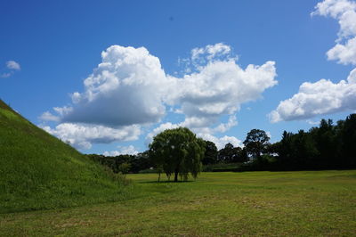Trees on field against sky