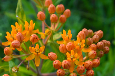 Close-up of orange flowering plant
