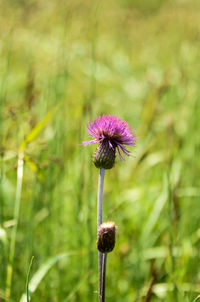 Close-up of purple flower on field