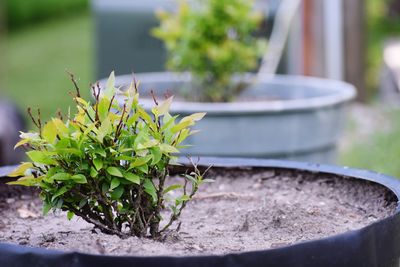 Close-up of potted plant