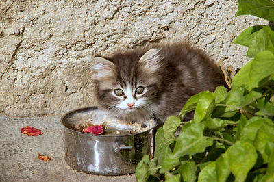 Portrait of a cat drinking water