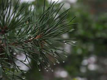 Close-up of raindrops on pine tree