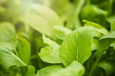 Close-up of fresh green leaves