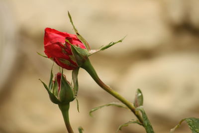 Close-up of red flower