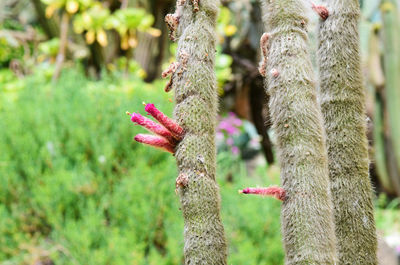 Close-up of tree trunk