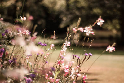 Close-up of flowers blooming outdoors