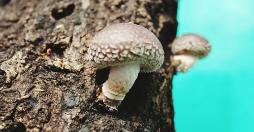 Close-up of a mushrooms