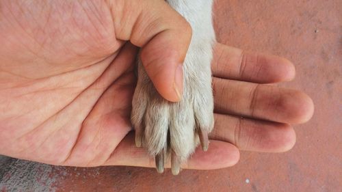 Cropped image of hand holding dog paw