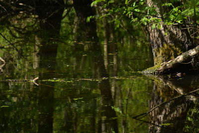 Reflection of trees in calm lake