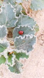 Close-up of ladybug on wall