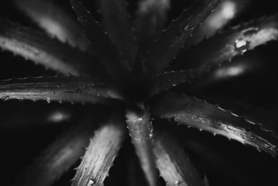 Close-up of plant against blurred background