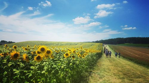 People walking on pathway by sunflower field against sky