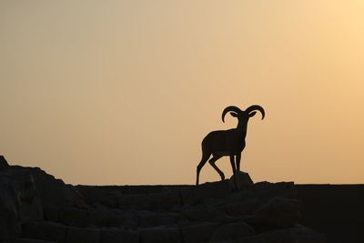 Low angle view of silhouette horse against sky during sunset