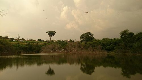 Bird flying over calm lake