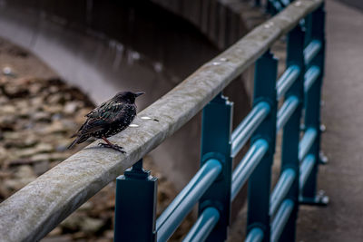 Bird perching on metal railing