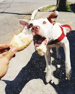 Just a simple doggo trying to eat his breakfast 