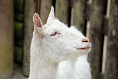 Close-up of white horse in ranch