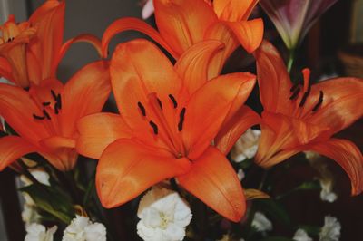 Close-up of day lily blooming outdoors