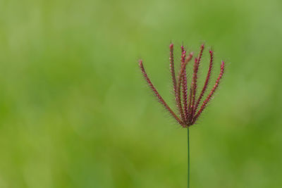 Close-up of plant