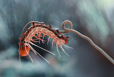 Close-up of dry leaf on metal