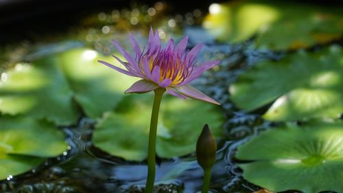 Close-up of pink water lily in lake