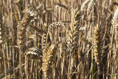 Close-up of stalks in field