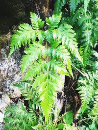 High angle view of fern amidst trees on field