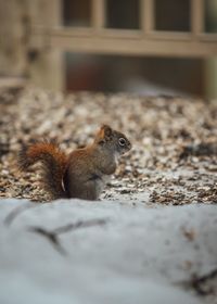 Close-up of squirrel