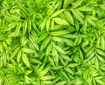 Full frame shot of vegetables